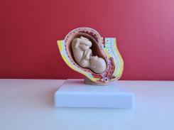 Reproduction, grossesse et contraception
