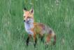 Le renard