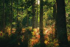 L’environnement, entre exploitation et protection