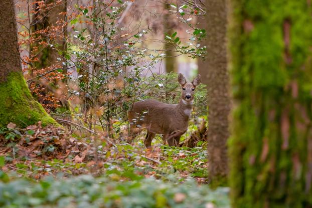Foret biche
